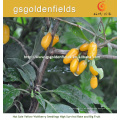 plántulas amarillas de Wolfberry con el sistema de raíz fuerte de China